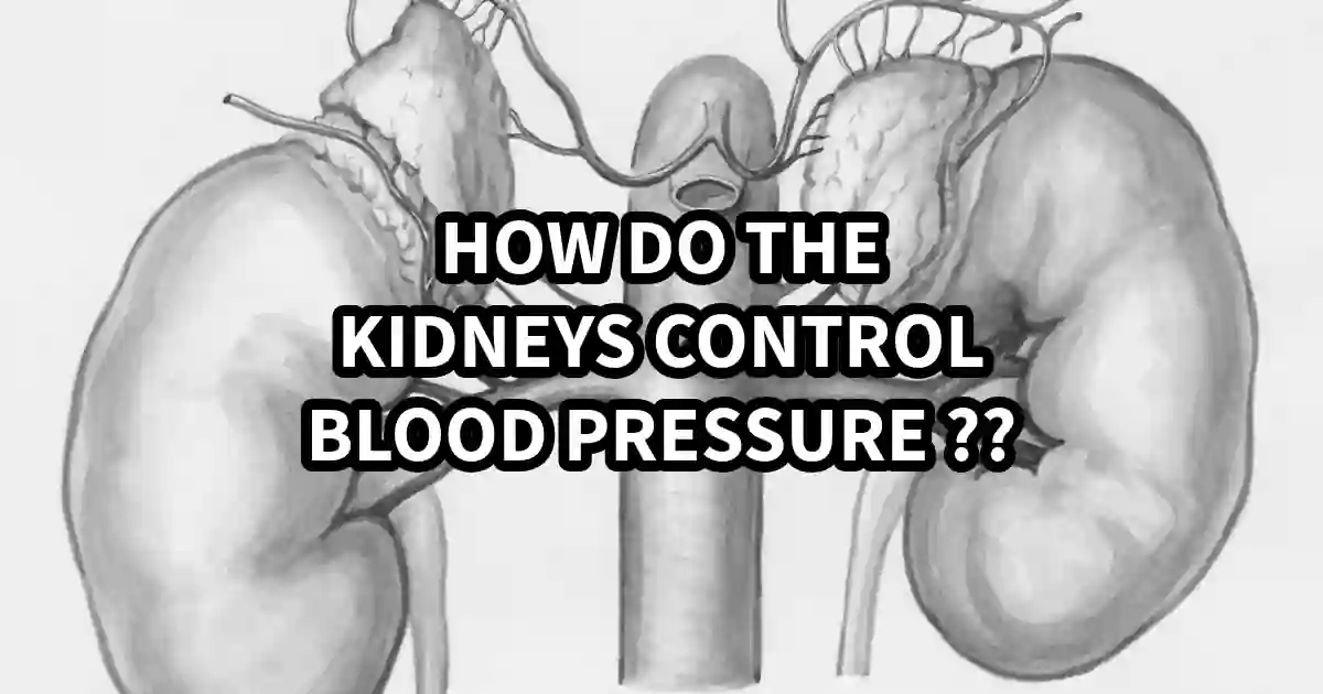 Illustration of how the kidneys control blood pressure
